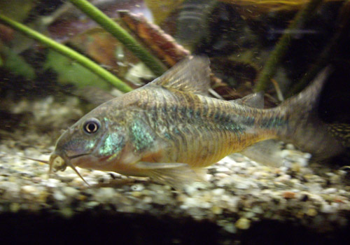 Mamorierter Panzerwels Barsinghausen Hannover Aquarium